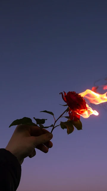 Hand Holding Burning Rose Wallpaper