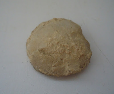 Fossil Tortoise/Turtle egg 