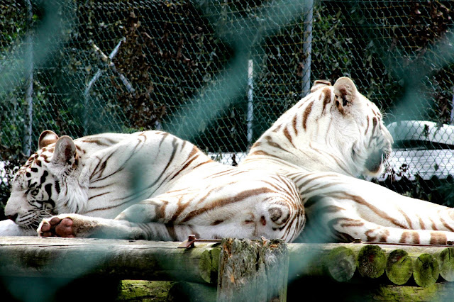west midlands safari park, white tiger, endangered animals, wild animals, day out, animal lover