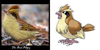 Pidgey