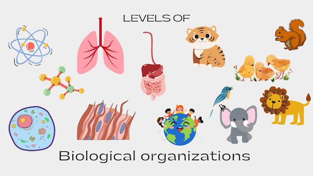 Levels of Biological Organization: From Cells to Ecosystems
