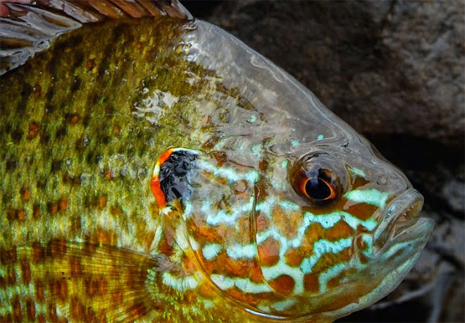 FISH
