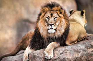 The Cultural Significance of Lions in African Tribes