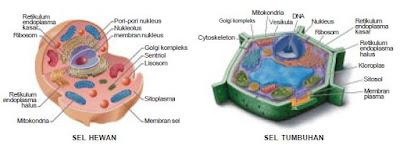  Berikut ini akan dijelaskan wacana perbedaan antara sel binatang dan sel tumbuhan Perbedaan Antara Orggual Sel pada Hewan melaluiataubersamaini Orggual Sel pada Tumbuhan