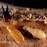 Termite Treatment Cost Estimator