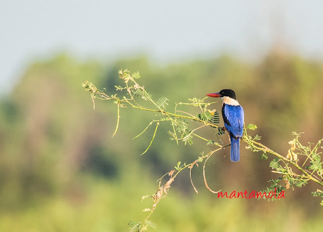 Black Capped Kingfisher