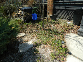 Paul Jung Gardening Services a Toronto Gardening Company Parkdale Spring Yard Cleanup Before