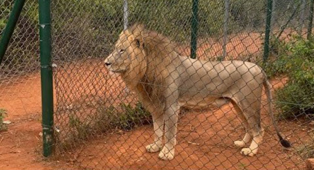 Lion mauls man to death in Ghana zoo