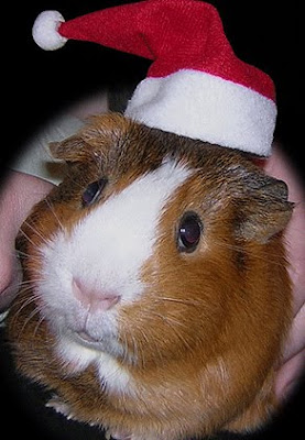 Santa Hat Seen On www.coolpicturegallery.us