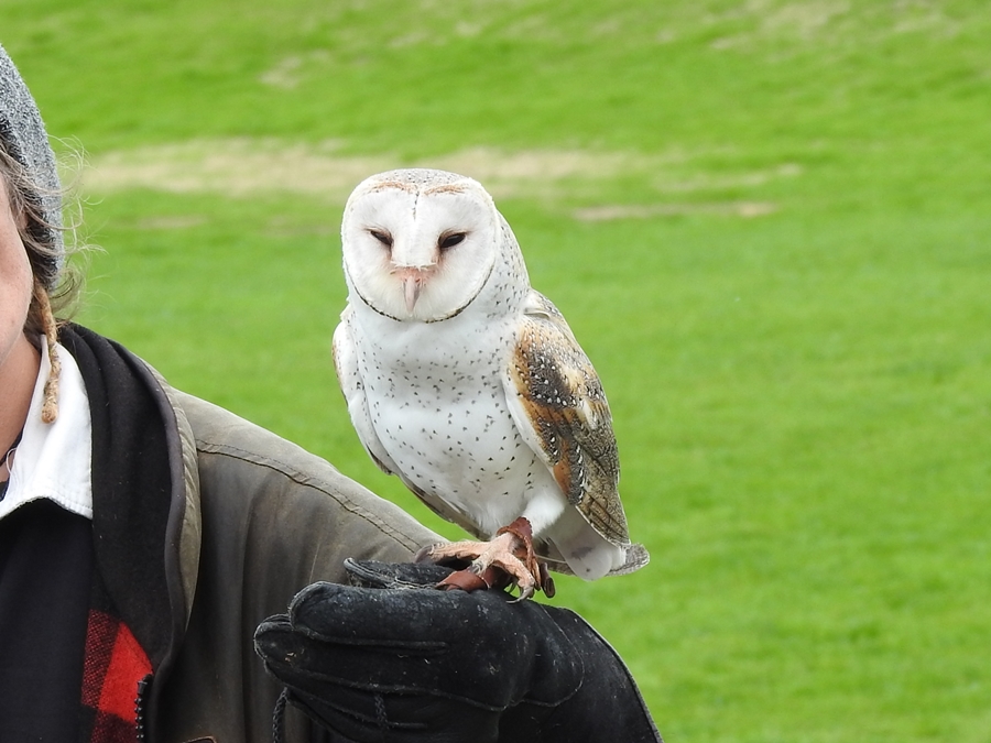 wingspan, NZ, barn owl