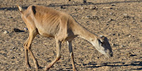 Dying livestock, parched crops, and faltering hydropowe are now affecting north-east Brazil. (Credit: Wilson Dias/Agência Brasil via Wikimedia Commons) Click to Enlarge.