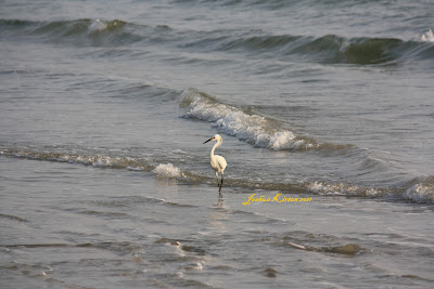 Snowy Egret at Daytona Beach Florida