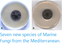 https://sciencythoughts.blogspot.com/2020/04/seven-new-species-of-marine-fungi-from.html