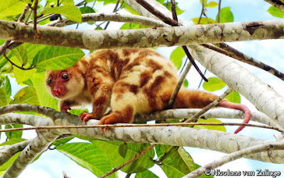 Blue eyed spotted Cuscus