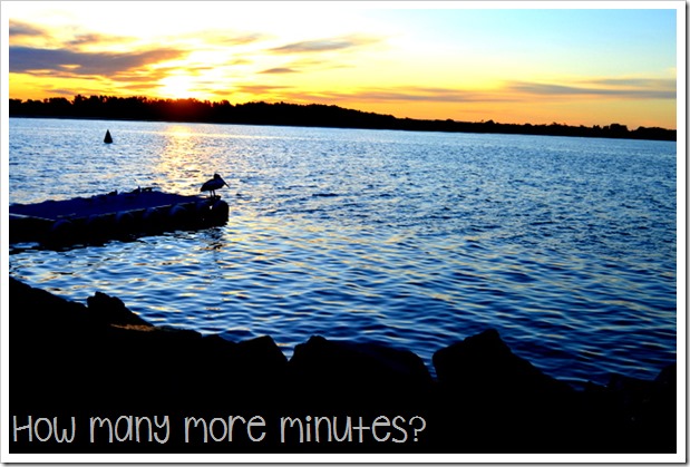 Hello Koalas! in Port Macquarie | How Many More MInutes?