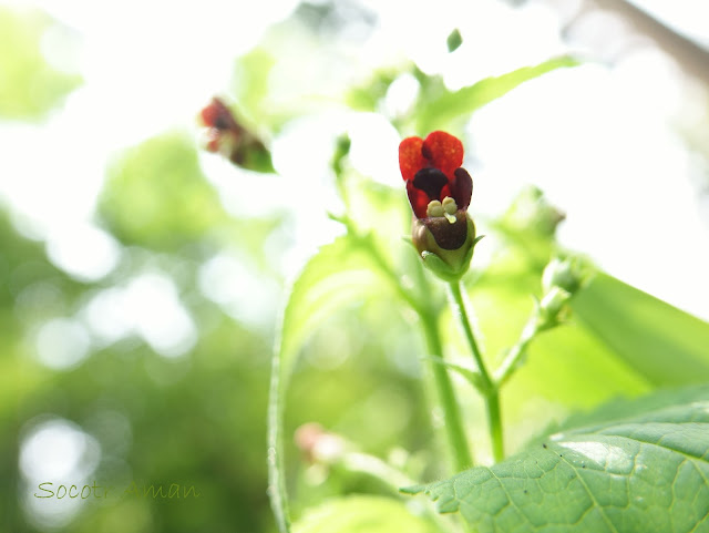 Scrophularia kakudensis 