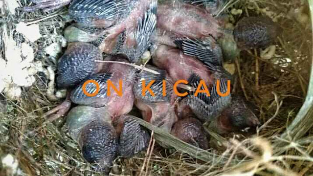 gambar sarang dan anakan burung emprit kaji