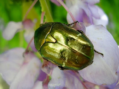 god gifted colourful insects photo collection