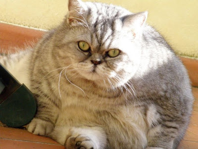 Fat Cat Giuly is a New Internet Sensation Seen On  www.coolpicturegallery.us