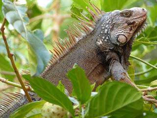 Iguane vert - Iguana iguana