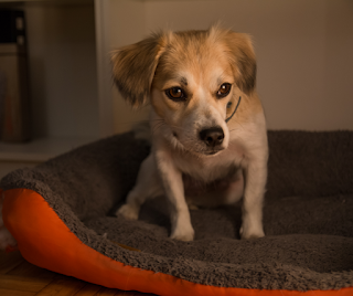 Small white and tan crossbreed dog avoiding eye contact sat on a dog bed