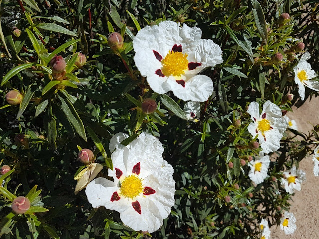 AlfonsoyAmigos - Flor de Jara