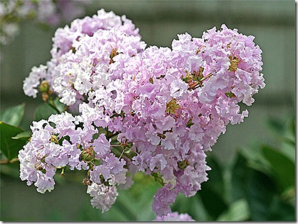 CrapeMyrtle[1]