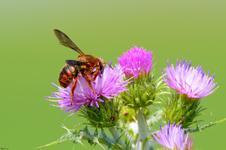 abeja roja-rhodanthidium sticticum-abeja solitaria-abeja en flor de cardo. jpg