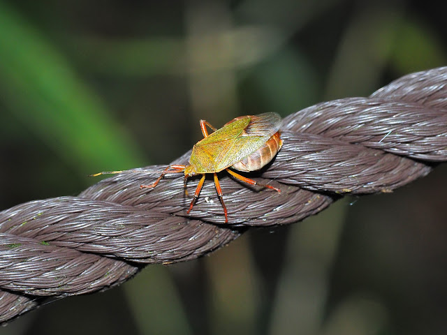 ヘラクヌギカメムシ♀