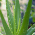 How to Grow and Care for Indoor Plants in a Pot