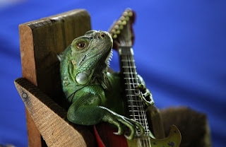 Funny Iguana