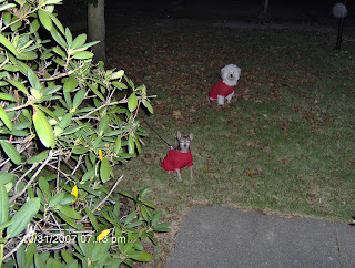 Jake and Nisie Outside for Halloween