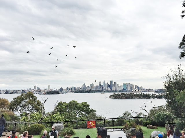 Taronga Zoo - Free-Flight Bird Show