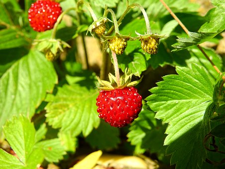 Piante da Frutto, Frutti di Bosco