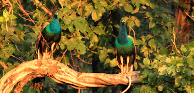 Tadoba National Park Birds