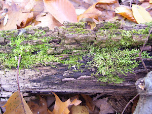 moss in autumn