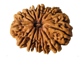 Buy 14 Mukhi Rudraksha ,Purchase 14 Mukhi Rudraksha ,Buy 14 Mukhi Rudraksha  online