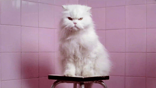 gifs divertidos de gatos (2)
