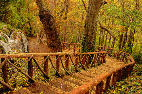 Forest Stairs, Monasterio de Piedra, Spain