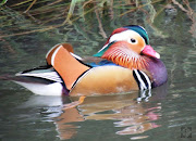 Mandarin DuckMale (mduck )