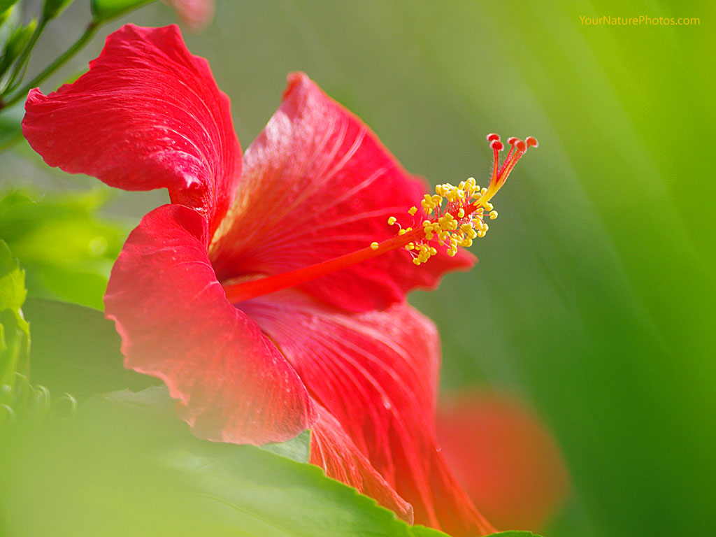 hibiscus flowers wallpaper hibiscus flowers wallpaper hibiscus flowers ...