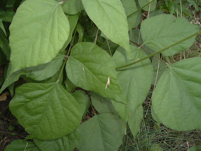 [Photo: foliage of Desmodium glutinosum.]