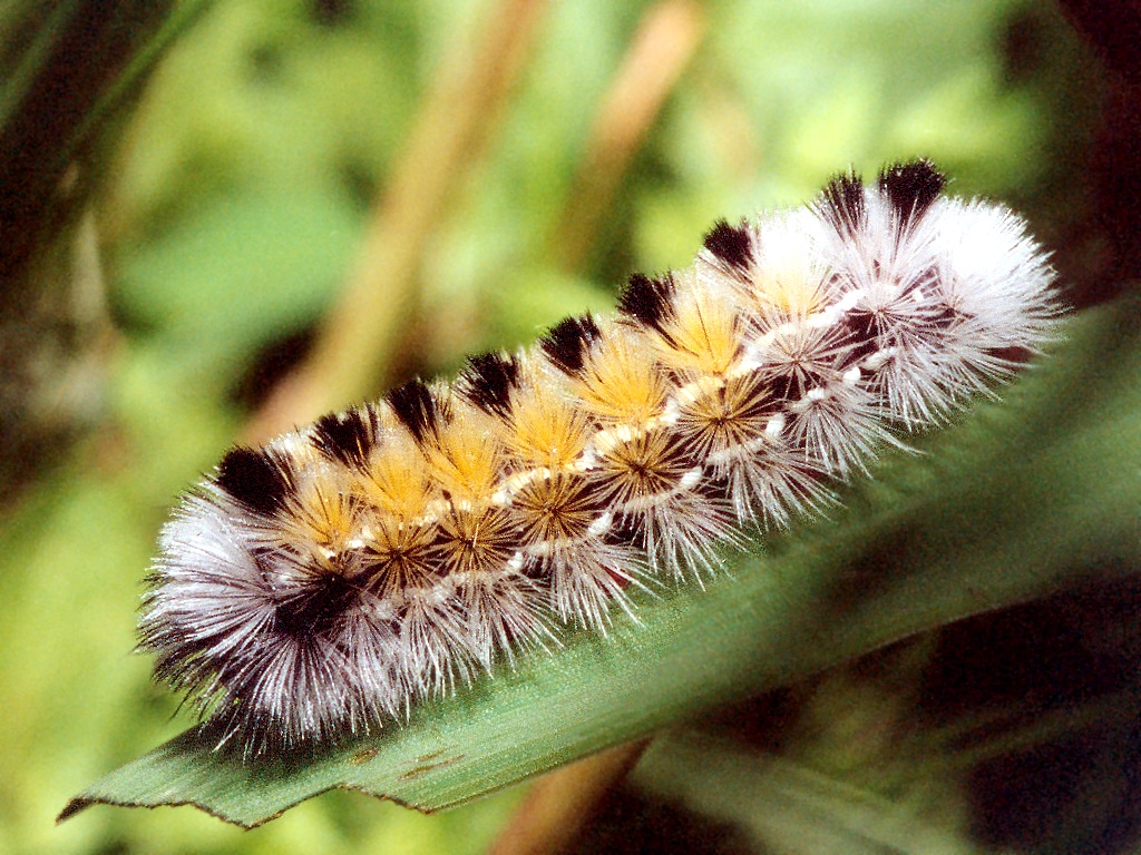 Caterpillar Pictures 9