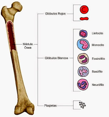 Resultado de imagen para medula osea roja humana