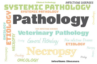 Veterinary Pathology word cloud