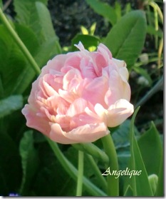 angelique1
