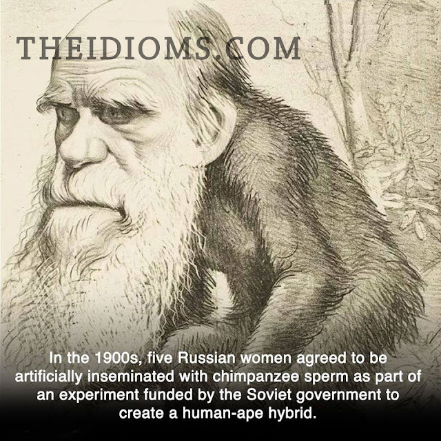 Russian Women, Chimpanzee, Soviet, Human-Ape Hybrid Fact