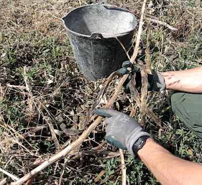 El cultivo de habas