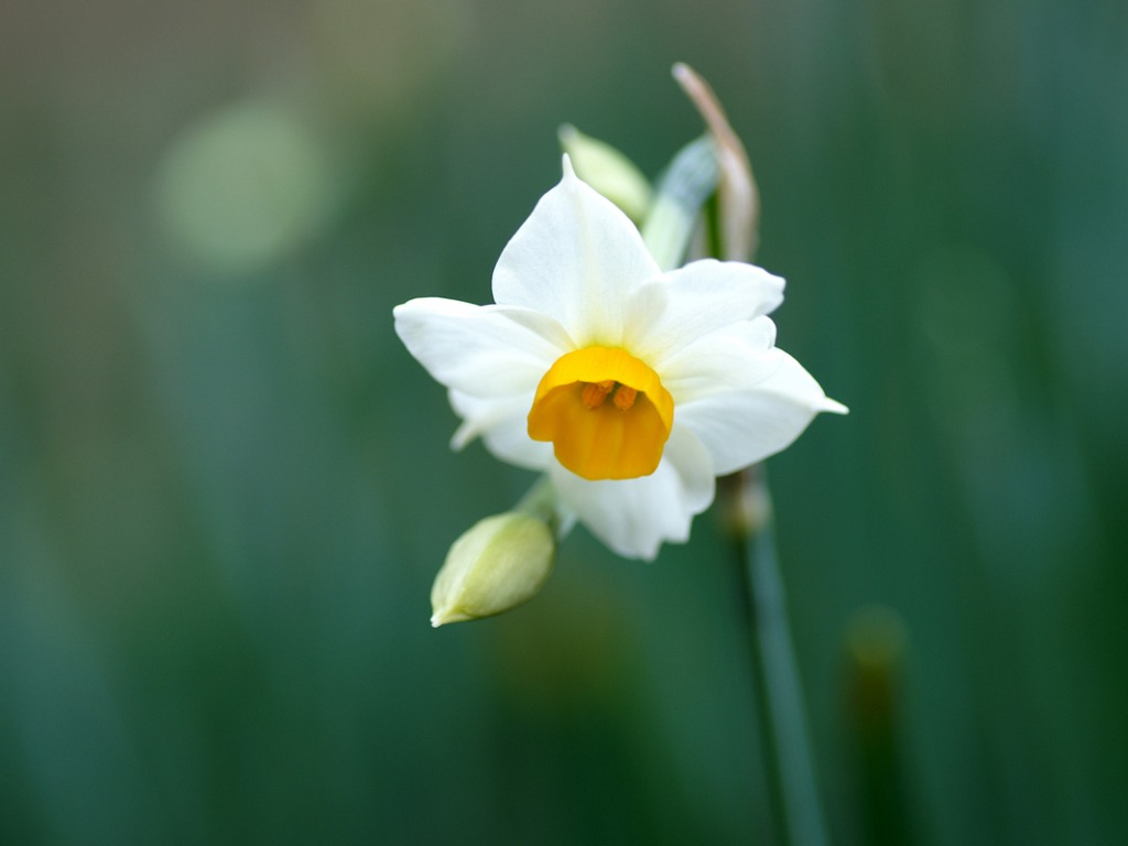  daffodil flower wallpaper 