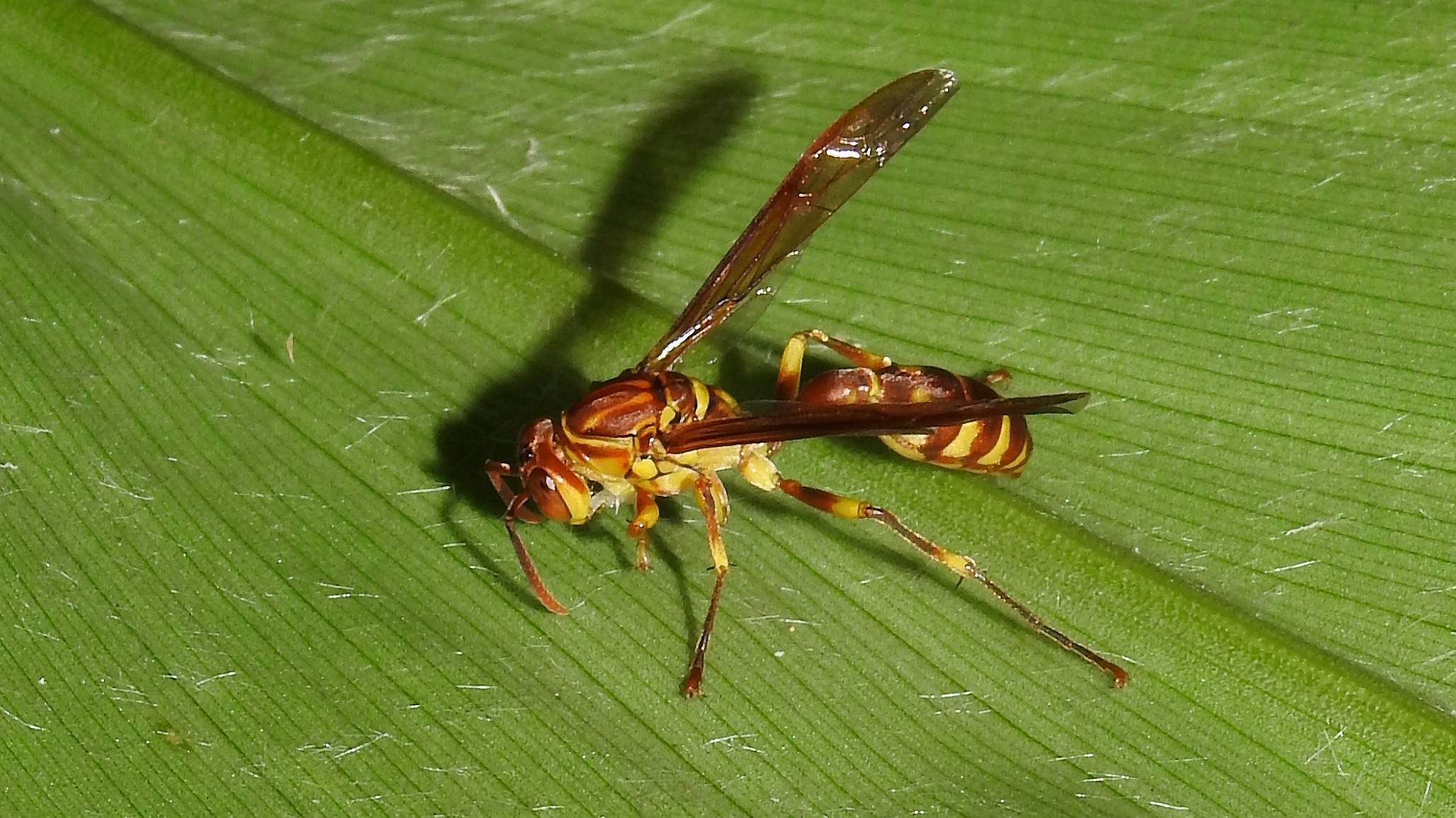 台灣胡蜂 : Polistes (Gyrostoma) rothneyi Cameron, 1900 黑紋長腳蜂(黃長腳蜂)